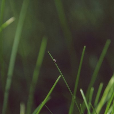 Nature31